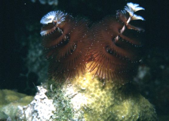 image, The Barrow Family