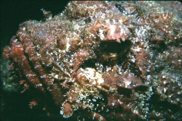 image, The Barrow Family