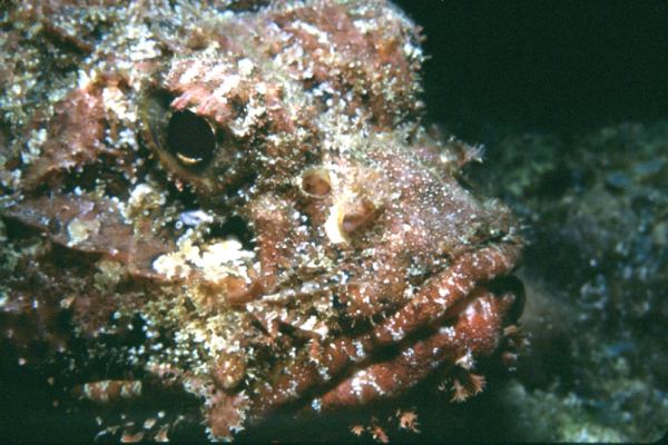 image, The Barrow Family