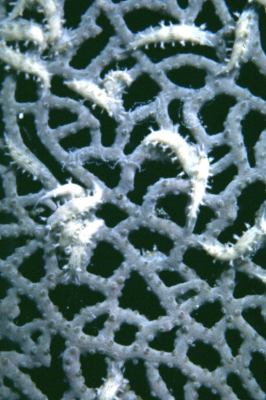 image, The Barrow Family