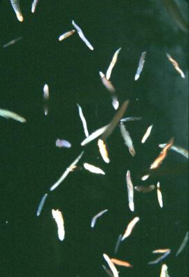 image, The Barrow Family