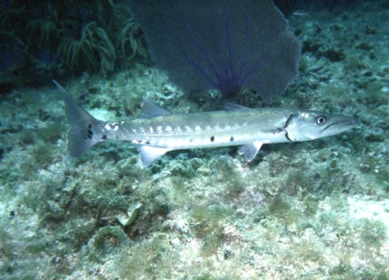 image, The Barrow Family