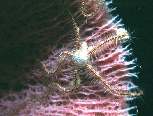 image, The Barrow Family