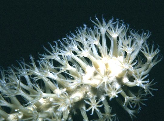 image, The Barrow Family