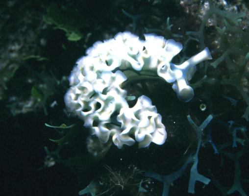 image, The Barrow Family