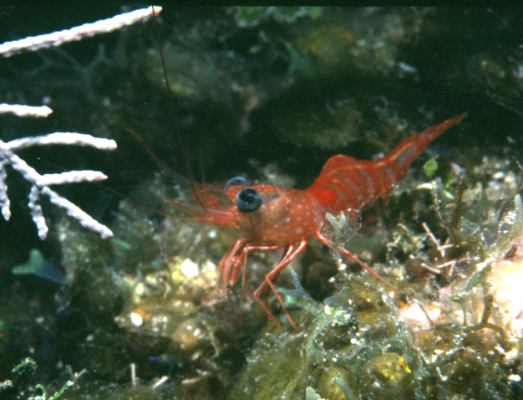 image, The Barrow Family