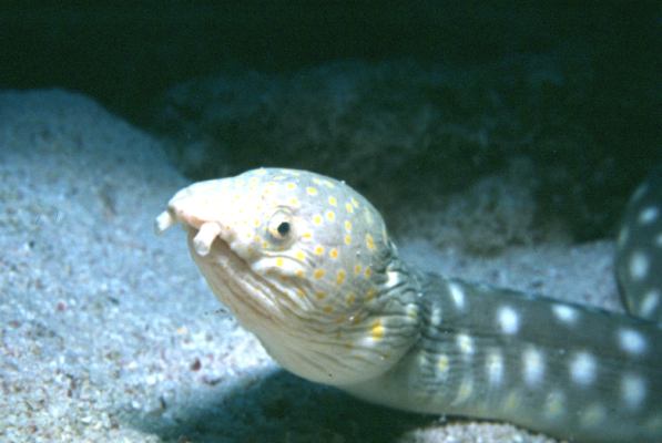 image, The Barrow Family