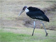4_Africa2005