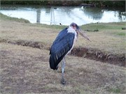 5_Africa2005