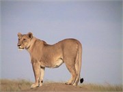 10_Africa2005