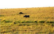 123_Africa2005