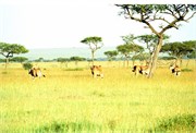 133_Africa2005
