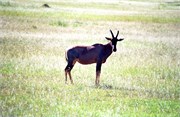137_Africa2005