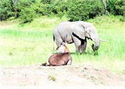 140_Africa2005