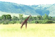 152_Africa2005