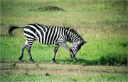 69_Africa2005