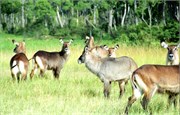 71_Africa2005