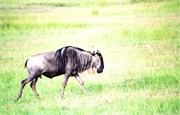 72_Africa2005