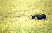79_Africa2005