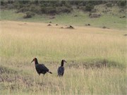 7_Africa2005
