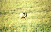 80_Africa2005