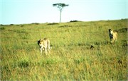81_Africa2005