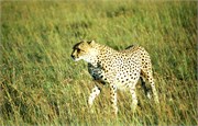 83_Africa2005