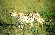 84_Africa2005