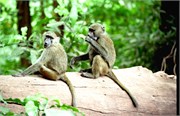 116_Africa2005