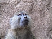22_Africa2005