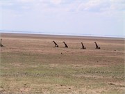 25_Africa2005