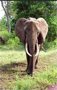 91_Africa2005