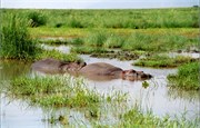 95_Africa2005