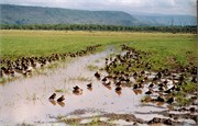 96_Africa2005