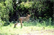 98_Africa2005