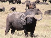 29_Africa2005