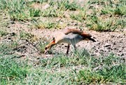 34_Africa2005