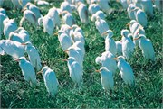 35_Africa2005