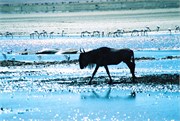 39_Africa2005