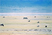 42_Africa2005