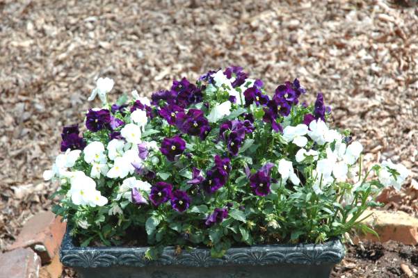 image, The Barrow Family