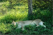 15_SoAfrica
