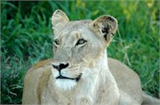 19_SoAfrica