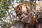 70_SoAfrica