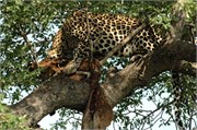 71_SoAfrica