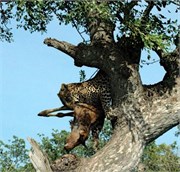 72_SoAfrica
