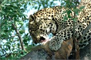 73_SoAfrica