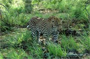75_SoAfrica