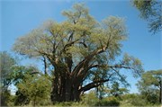 29_Zimbabwe