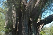 30_Zimbabwe